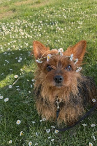 Hund eines Kunden sitzt glücklich auf einer Gänseblümchenwiese und genießt dank Active Hips wieder seine Bewegungsfreude.
