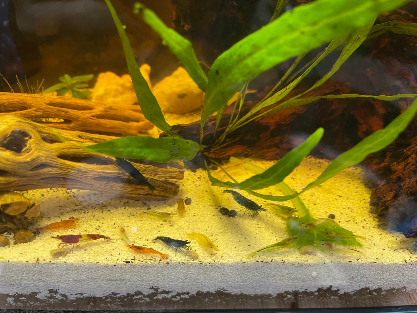 Customer photo review of Orange Sunkist Shrimp