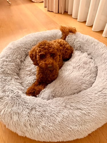Kundenfoto eines kleinen Hundes, der im runden, flauschigen Hundebett Fluffy Plus auf dem Boden liegt.