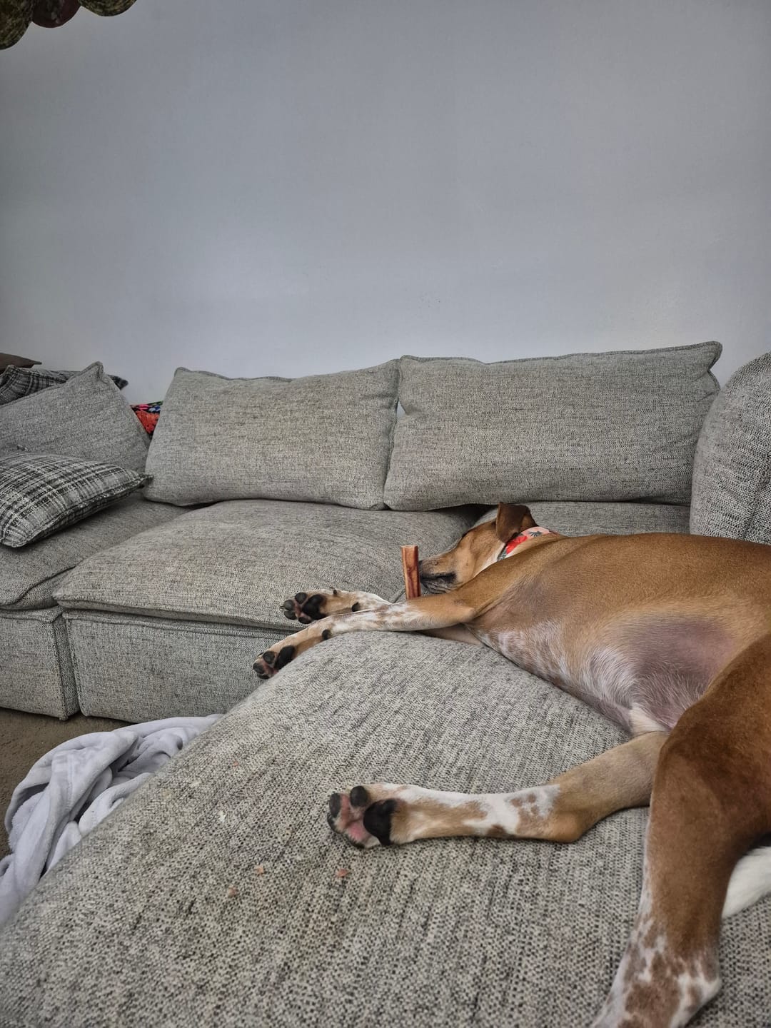 Customer photo review of 6 Inch Monster Bully Stick