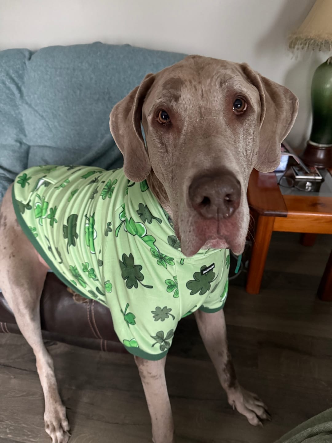 Customer photo review of St. Paddy's Dog Hoodie - Light Green (Limited Edition)
