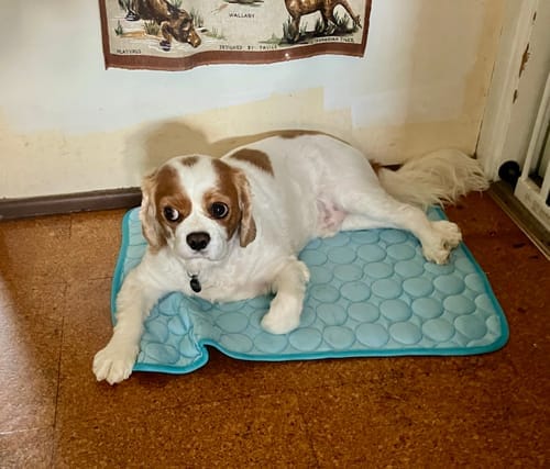 Customer photo review of Protect Your Dog From Overheating And Dangerous Heat Stress With IcyNap