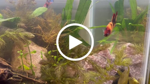 Customer video review of Koi Nemo Female Betta Fish Sorority | Successful Sorority Pack