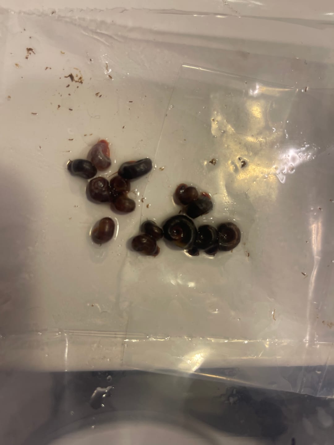 Customer photo review of RAMSHORN SNAILS (ASSORTED BLUE, PINK,GREY,GOLD)