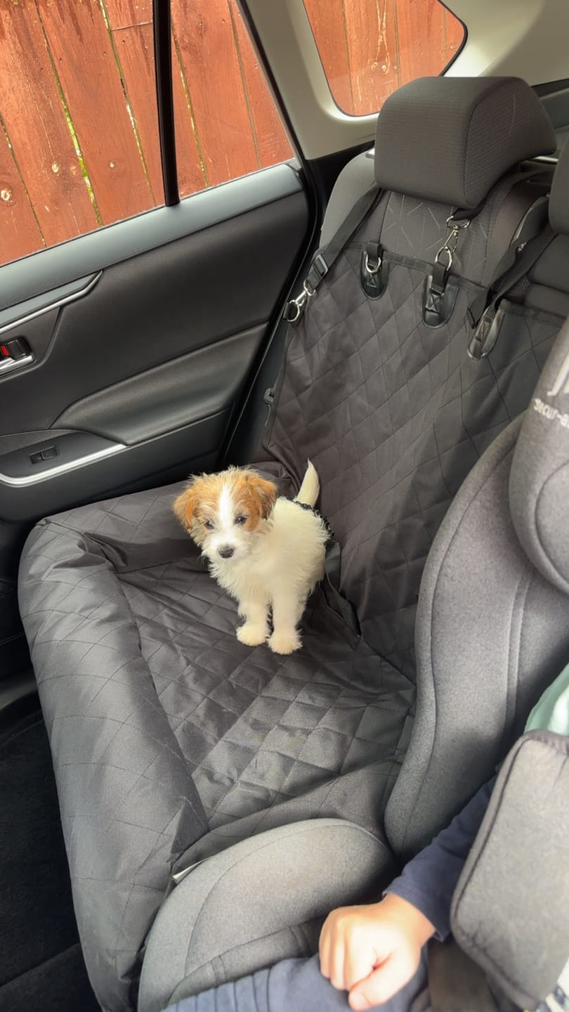 Customer photo review of Car Seat Cover
