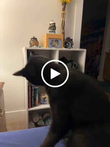 Customer video review of 3x Blisso Advanced Cat Probiotic