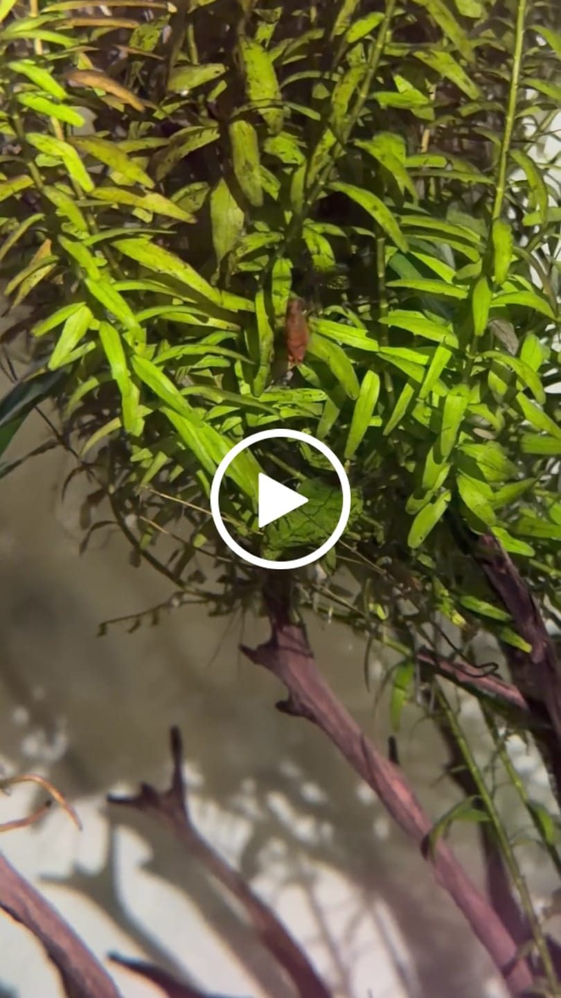 Customer video review of Orange Rili Shrimp