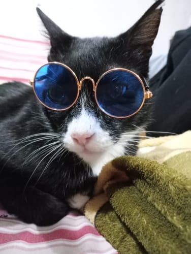 Customer photo review of CT7134 1 Pieza De Lentes Para Mascota