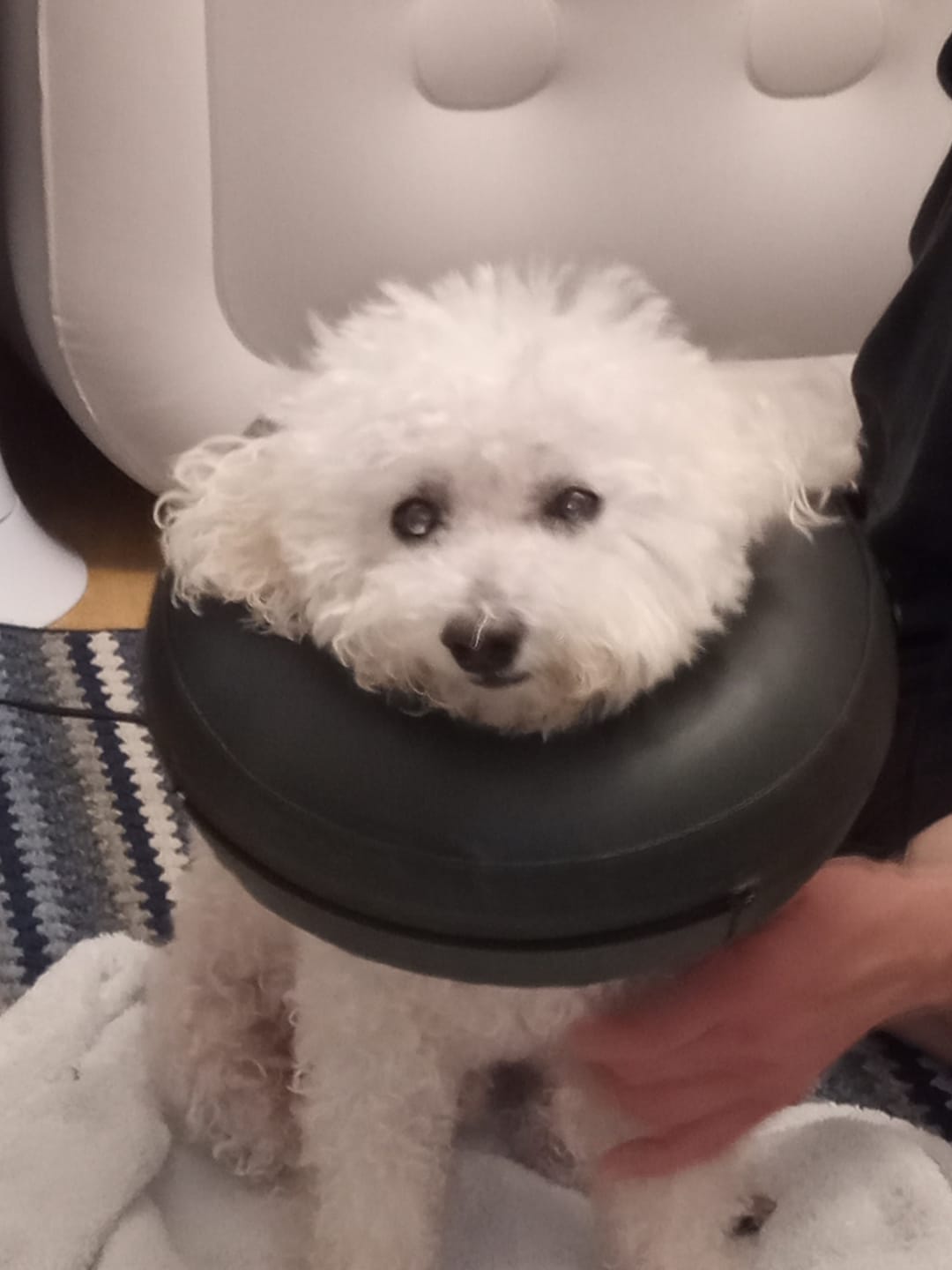 Customer photo review of Pet Probiotic Ear Care - 100ml Spray
