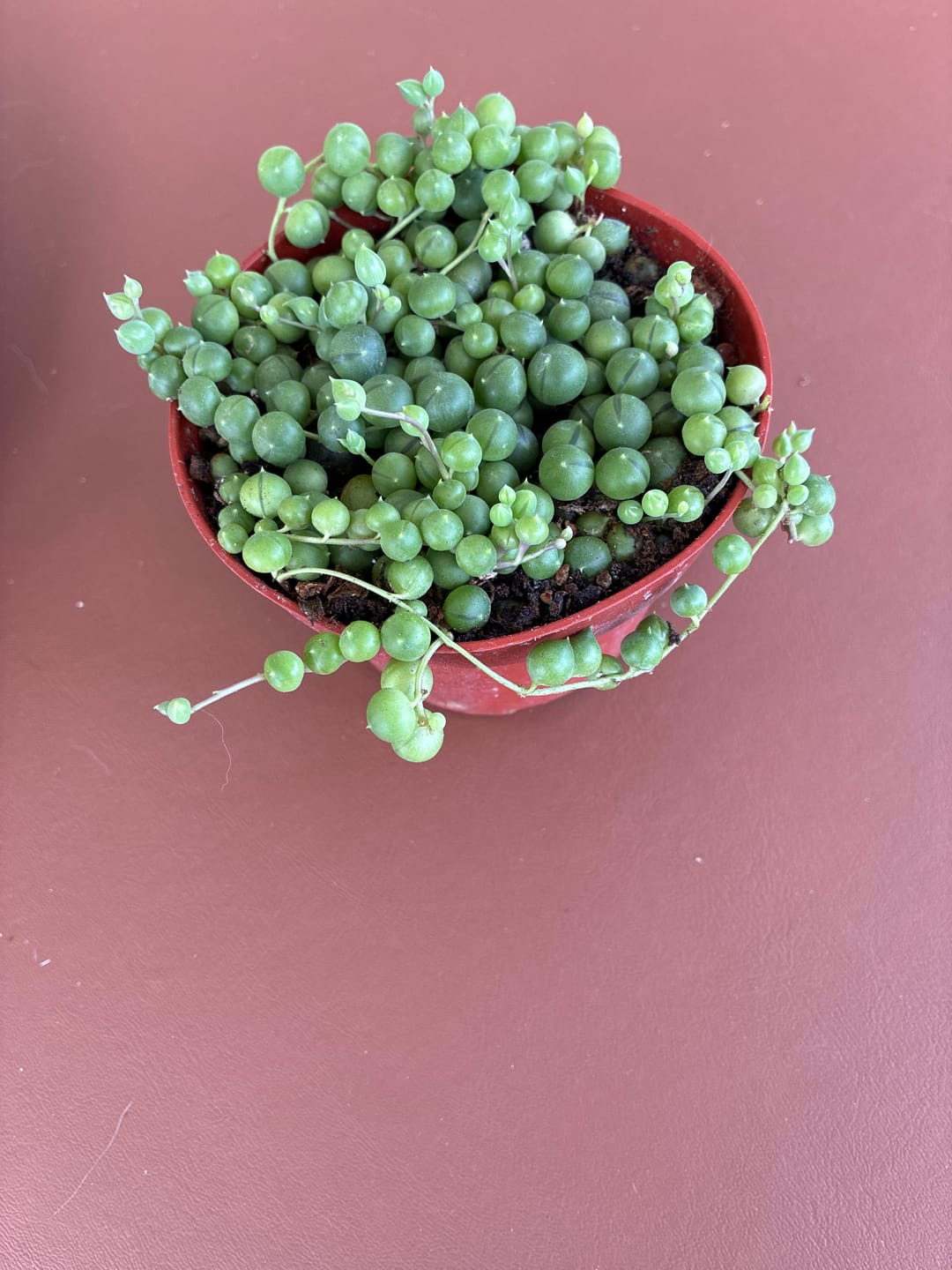 Customer photo review of String of Watermelon – Senecio herreianus