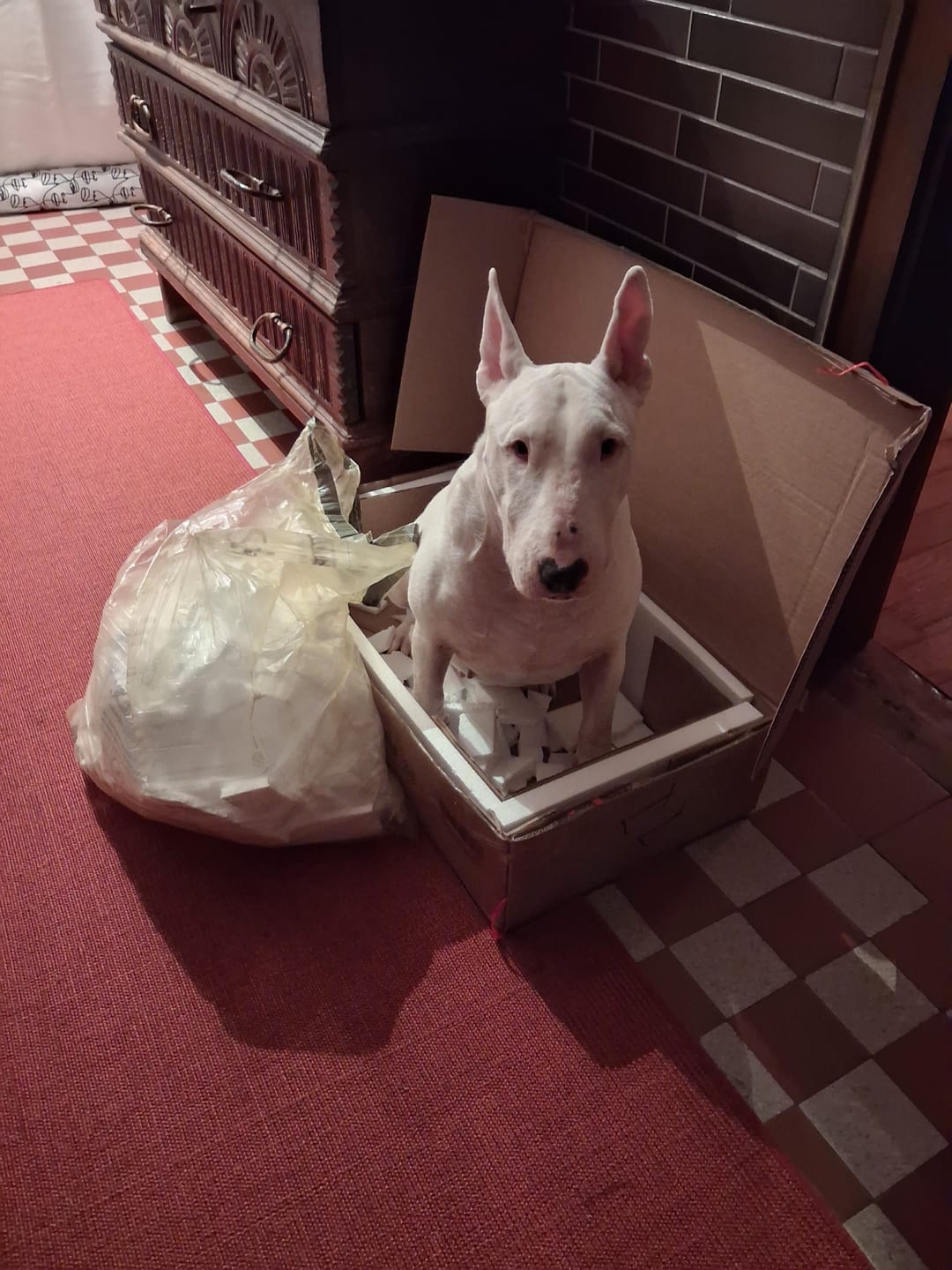 Customer photo review of Allergietest Plus Hund