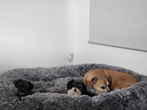 Customer's grey Human Size Nap Bed with one large dog and two smaller puppies resting comfortably inside.