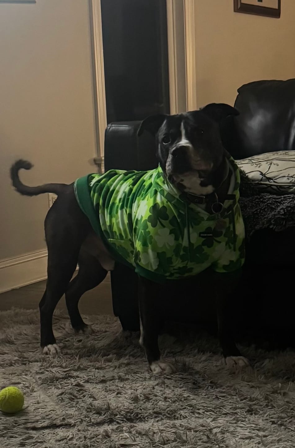 Customer photo review of St. Paddy's Dog Hoodies (Limited Edition)