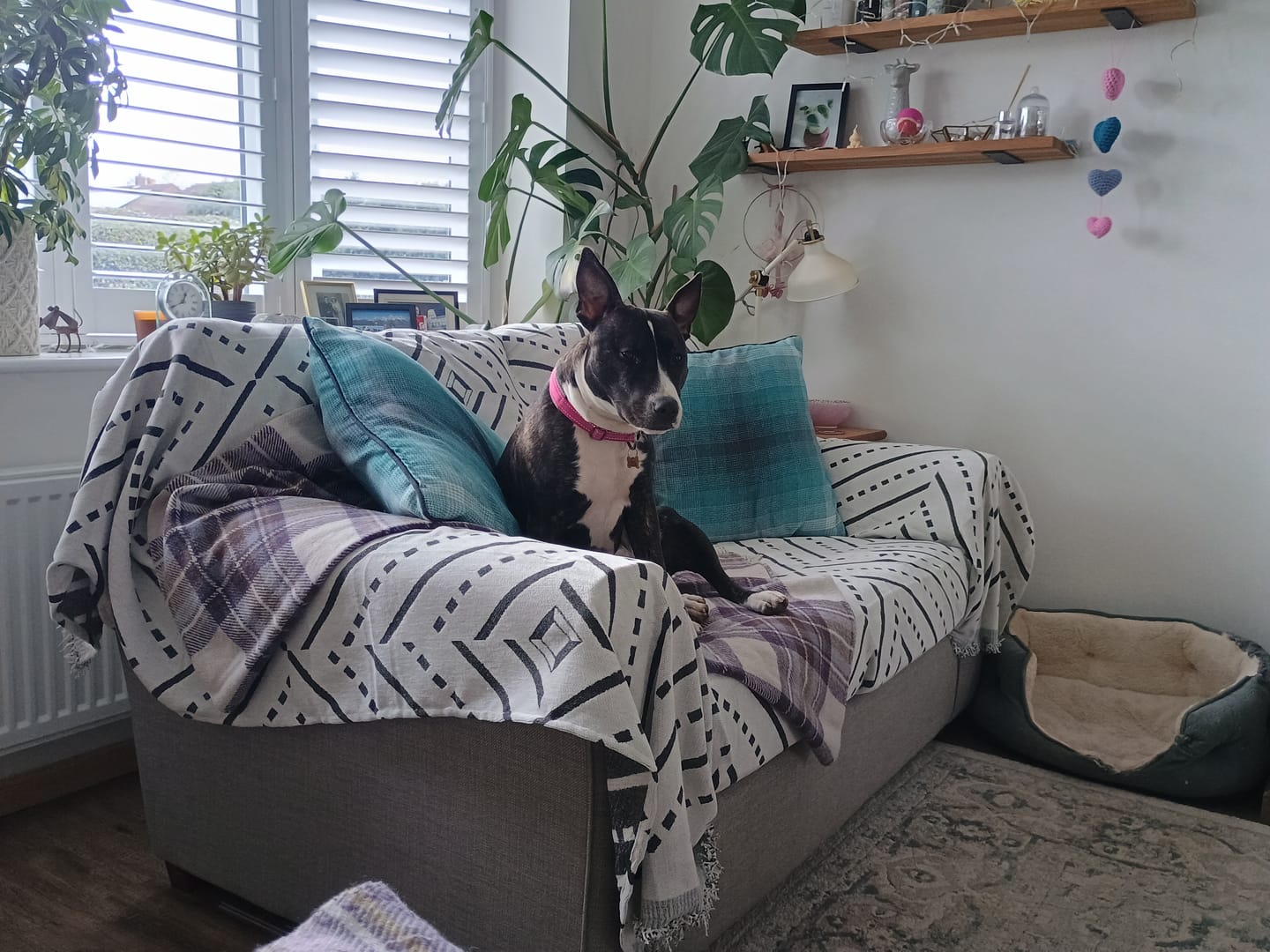 Customer photo review of Pet Couch Cover - Inca Grey