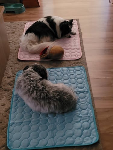 Customer photo review of Protect Your Dog From Overheating And Dangerous Heat Stress With IcyNap