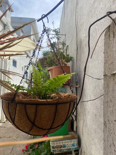 Customer photo review of Maceta Colgante de Fibra de Coco con Soporte de Hierro