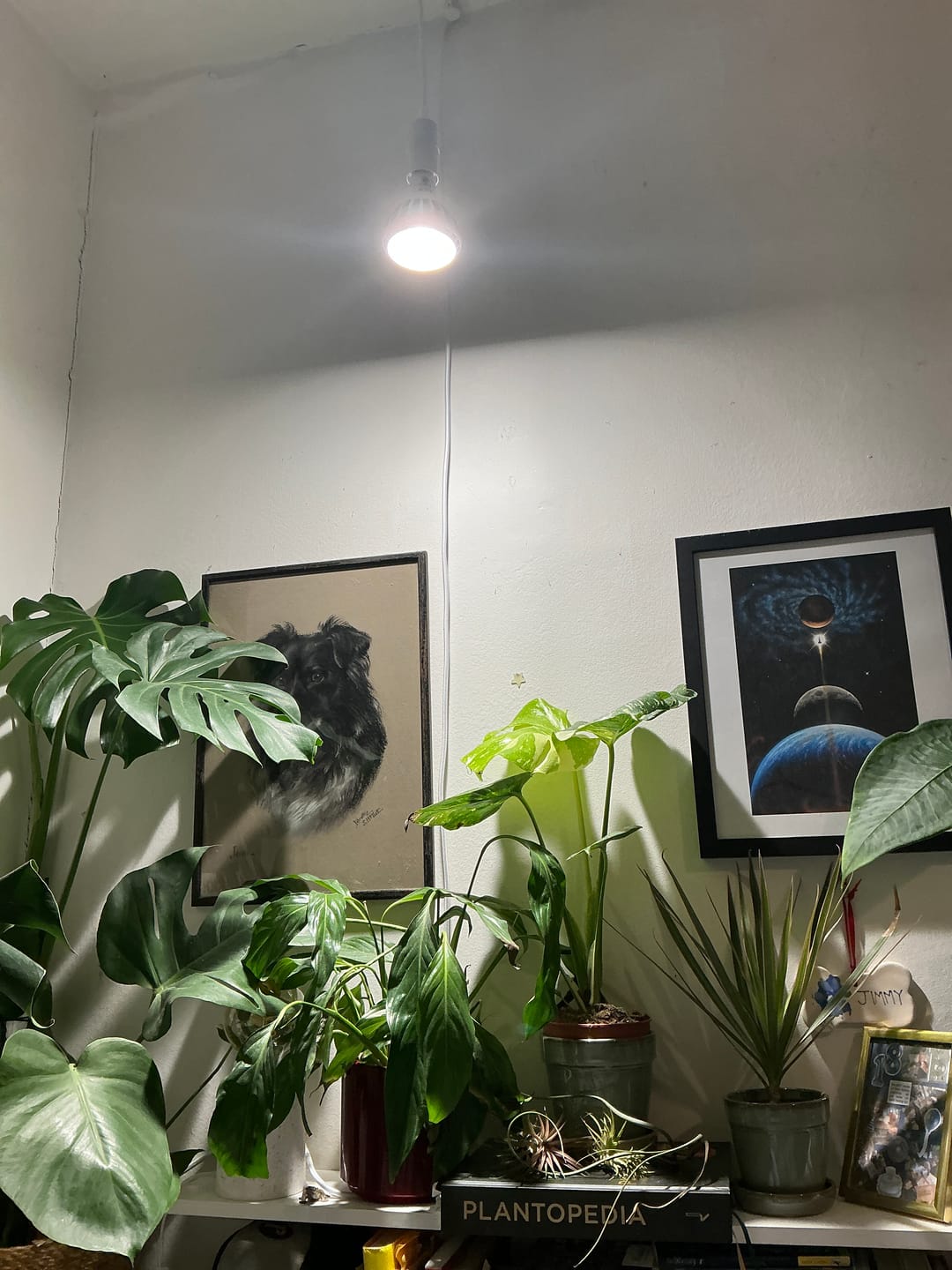Customer photo review of Pianta Grow Light and Enna Plug-in Ceiling Pendant Bundle