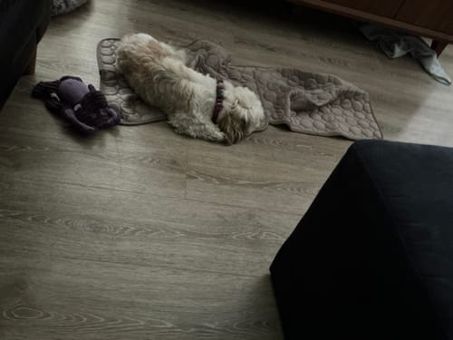 Customer photo review of Protect Your Dog From Overheating And Dangerous Heat Stress With IcyNap