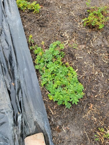 Customer's healthy Sunshine Mimosa plants newly planted in a garden bed.