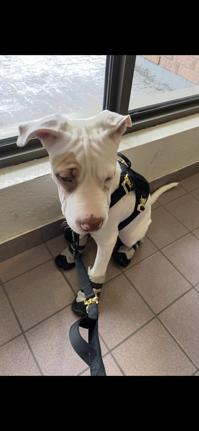 Customer photo review of HNTR 3.0 Dog Harness - Noir