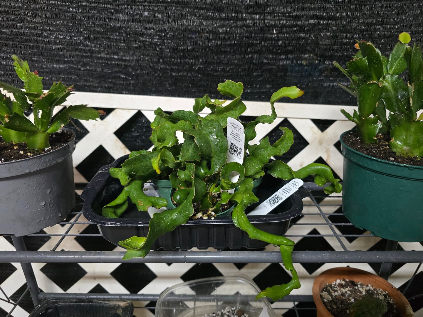 Customer photo review of Cactus Epiphyllum guatemalense f. monstrosa
