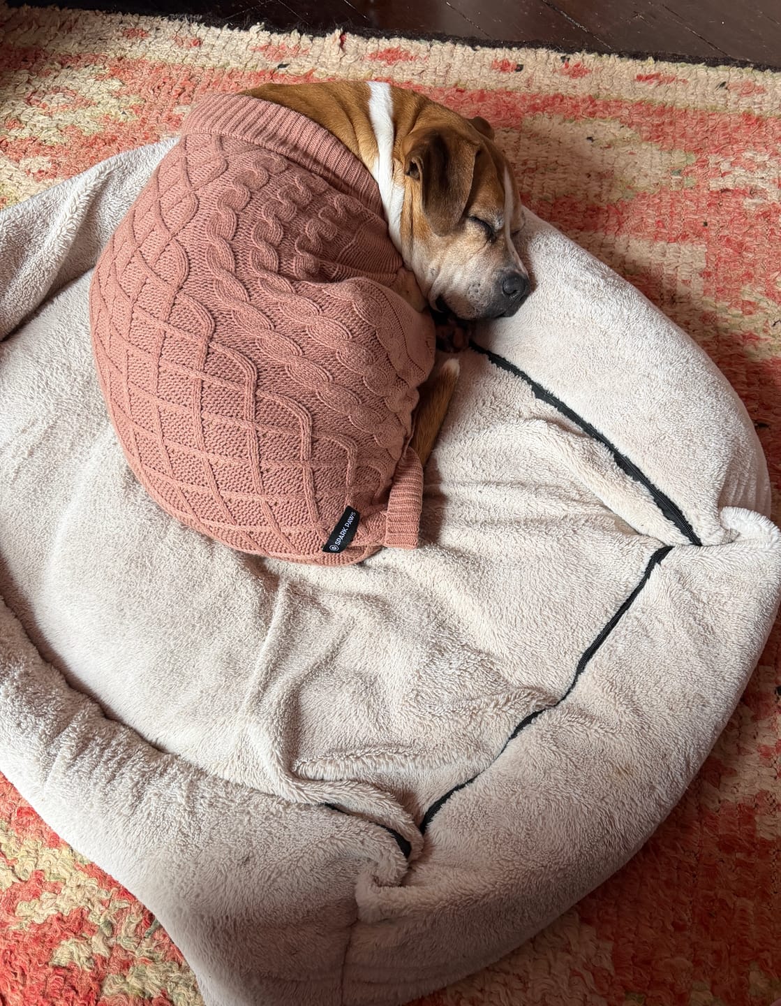Customer photo review of Cable Knit Dog Sweater - Brown