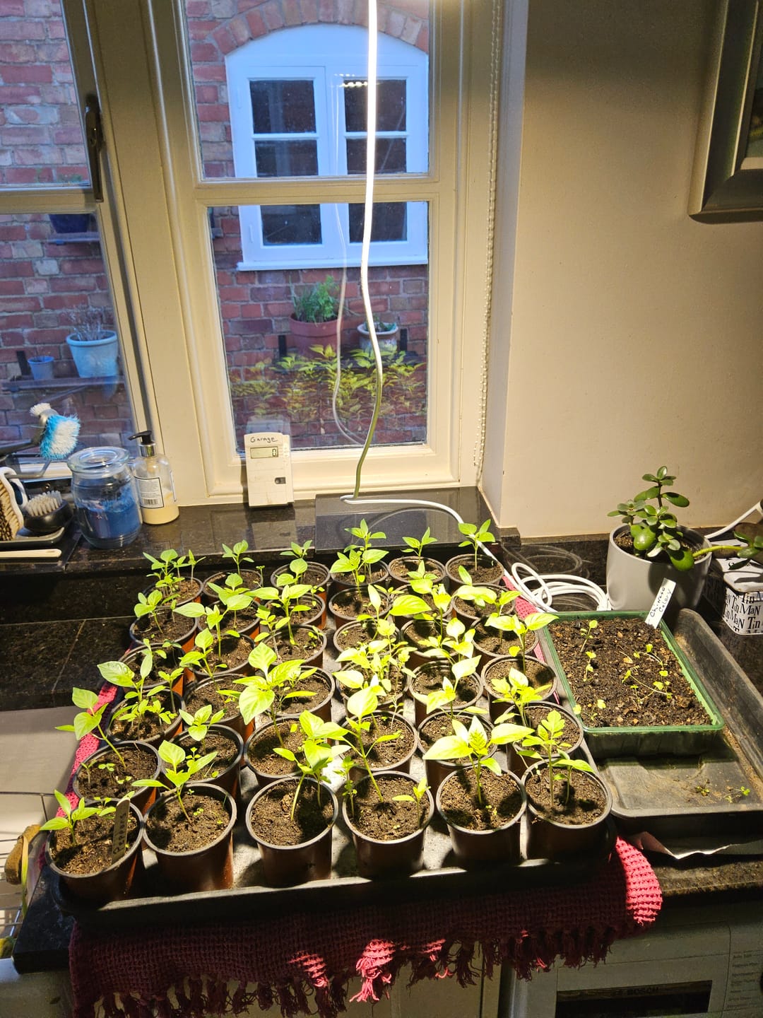 Customer photo review of Pianta 30 Grow Light LED Bulb