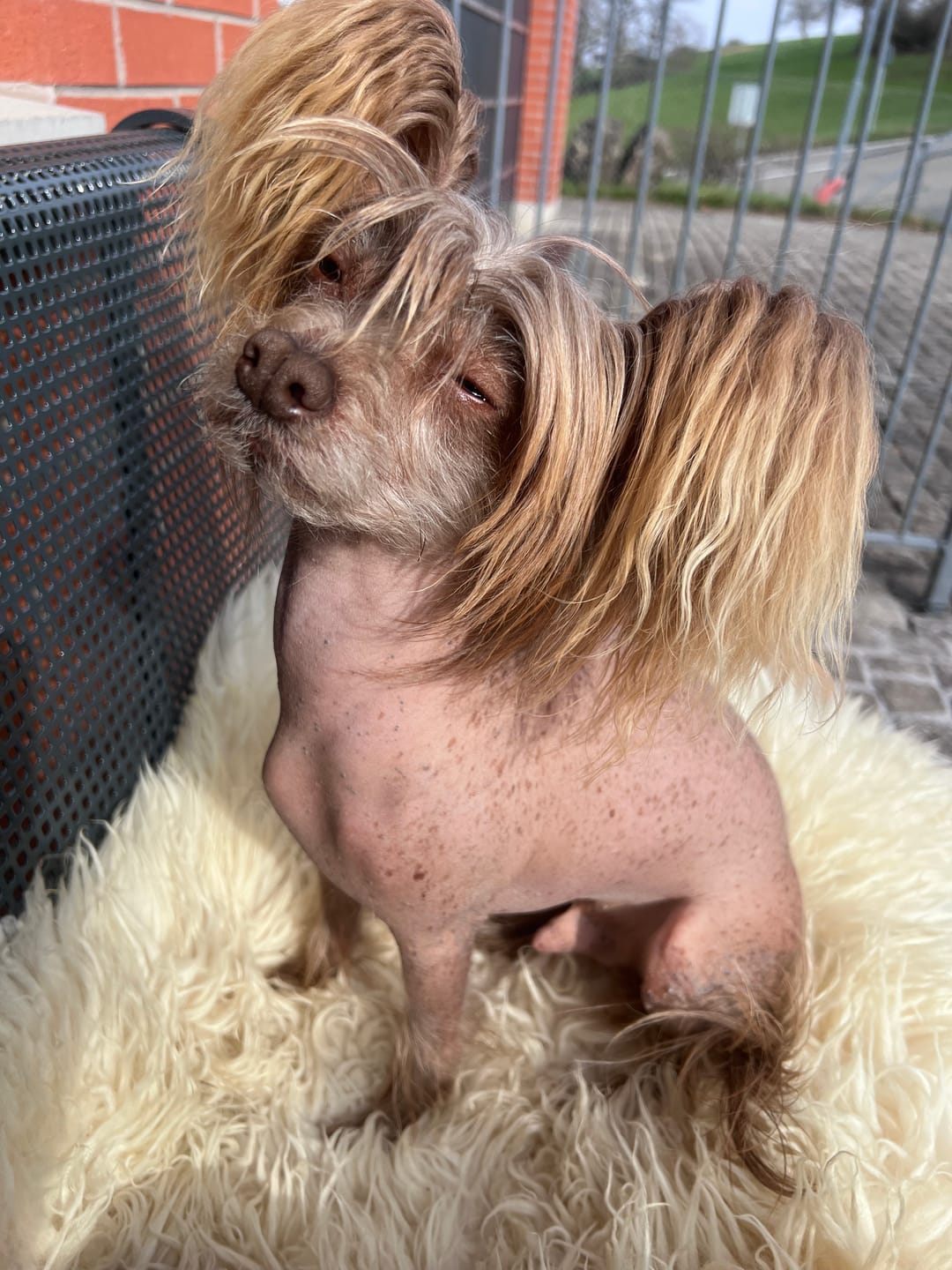 Customer photo review of Wurmtest Plus Hund