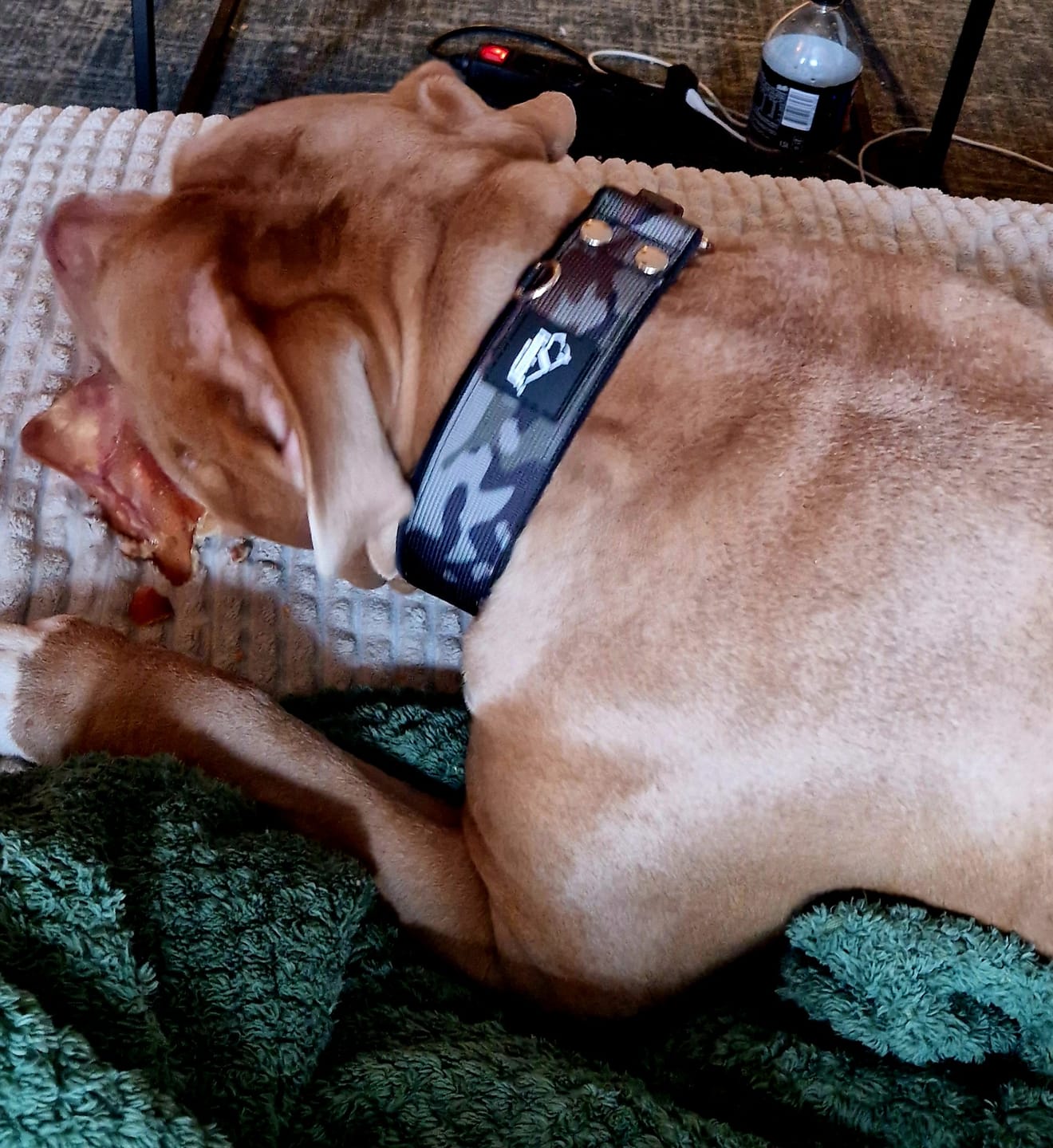 Customer photo review of Martingale Camo Black - Brett fodrat hundhalsband halvstryp