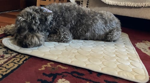 Customer photo review of Protect Your Dog From Overheating And Dangerous Heat Stress With IcyNap