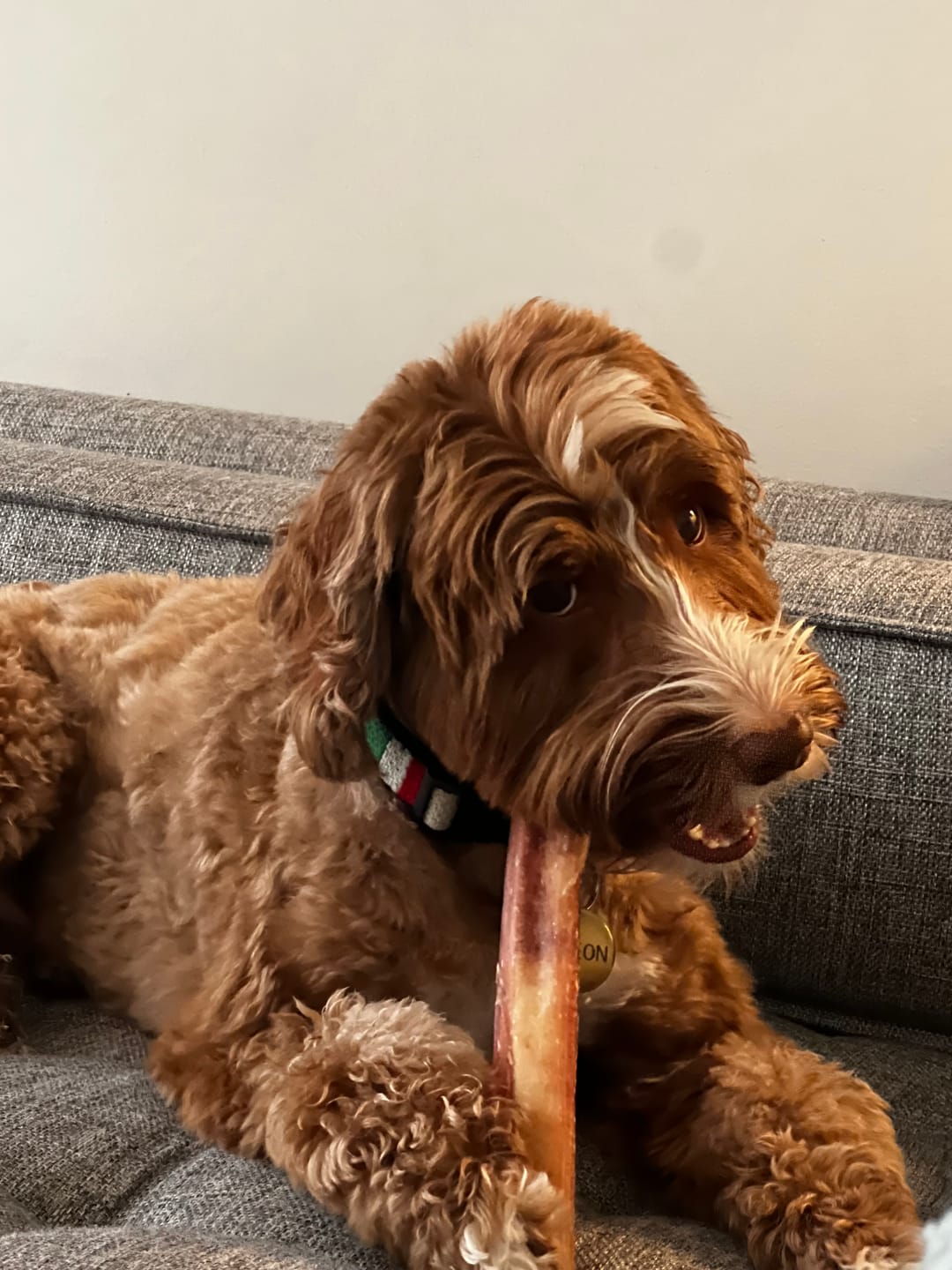 Customer photo review of 12 Inch Monster Bully Stick