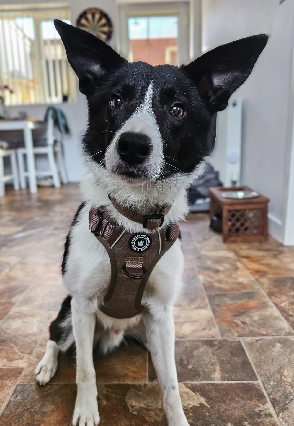 Customer photo review of Trail & Glow Tweed Dog Harness - Oxford Tweed