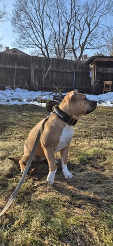 Customer photo review of 5cm Lighter Combat® Collar | With Handle Secure Clip - Black x Yellow