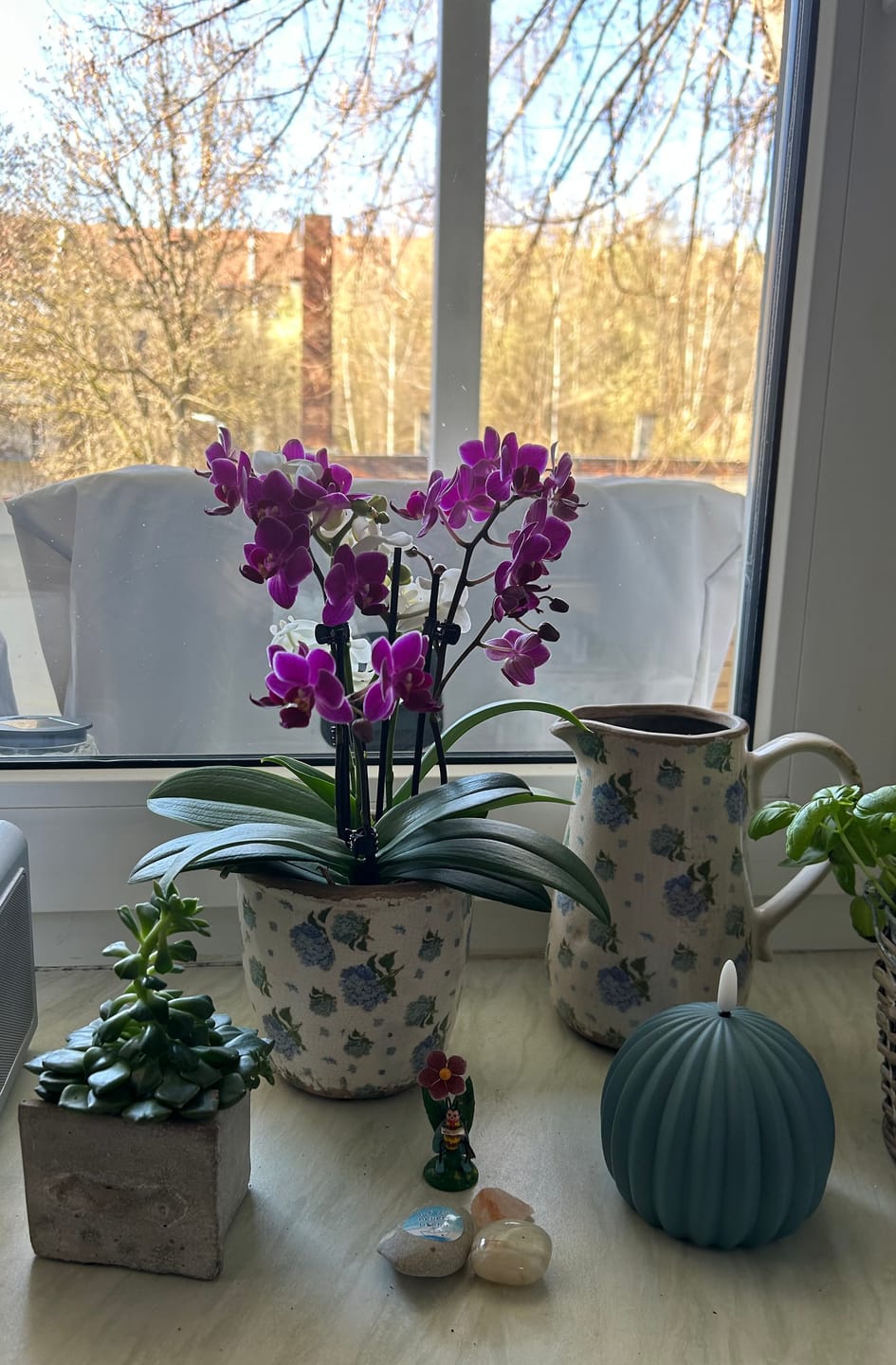 Customer photo review of Cocktail Orchidee mit violett-weißen Blüten und 5+ Rispen