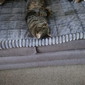 Customer photo review of LuxeLounge™ Couch Cover - Premium Protection Dogs Love