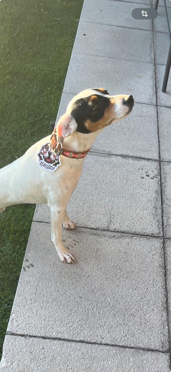Customer photo review of Collar Toby Marrón Corrugado Envejecido B29