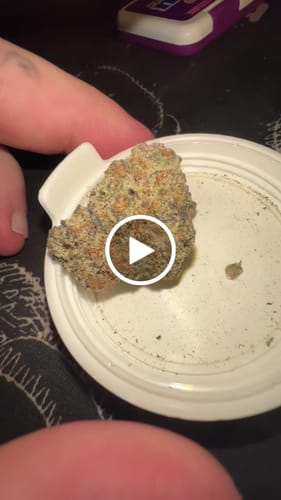 Customer video review of Biscotti Mintz 31% THCA