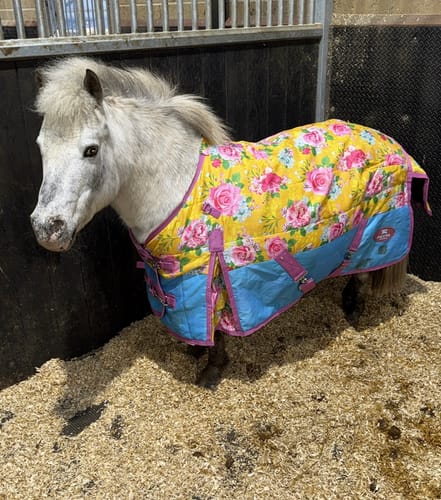 Customer photo review of Country Garden Stable Rug