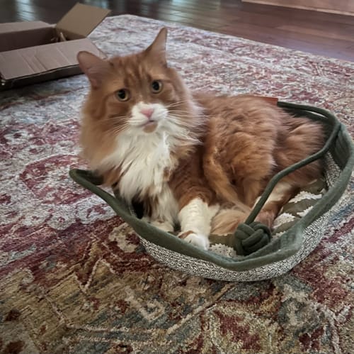 Customer photo review of Instinct Basket | Meet the first research-backed natural territory for indoor cats