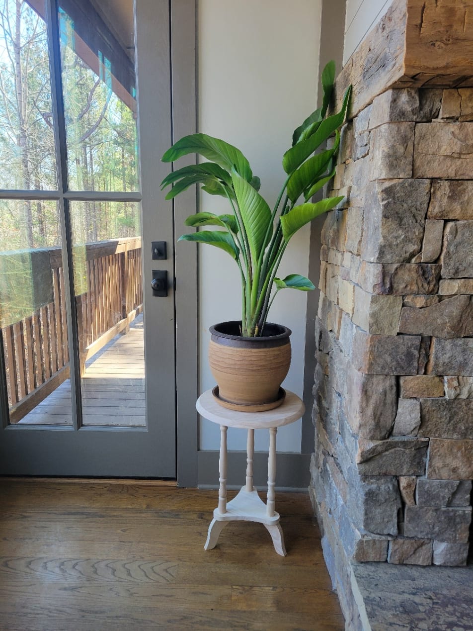 Customer photo review of Bird of Paradise White, Strelitzia Nicolai