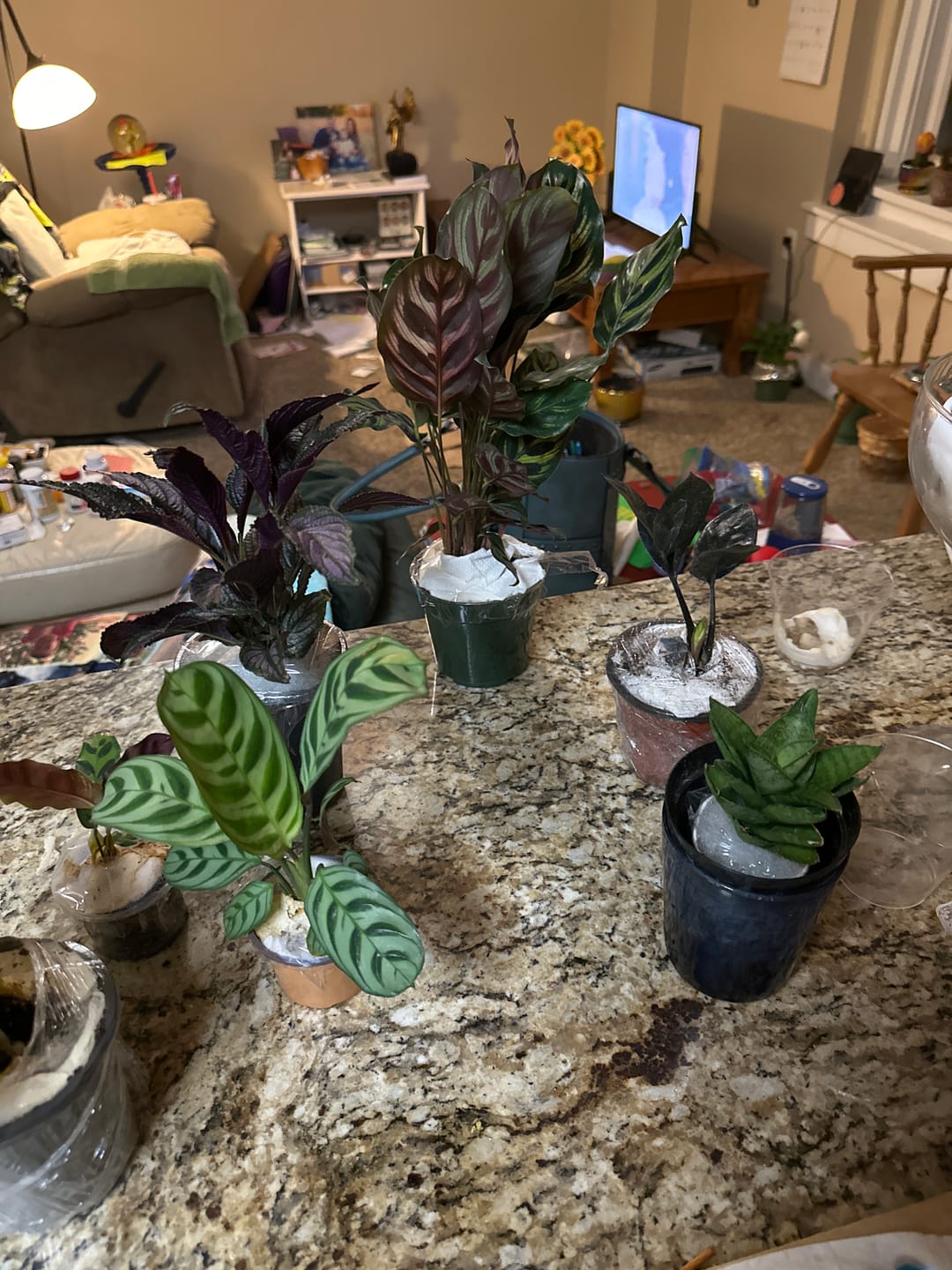 Customer photo review of Calathea Makoyana in a 4" Nursery Pot - Tall Beautiful Peacock Calathea - Air Purifier Plant - Topical Houseplant