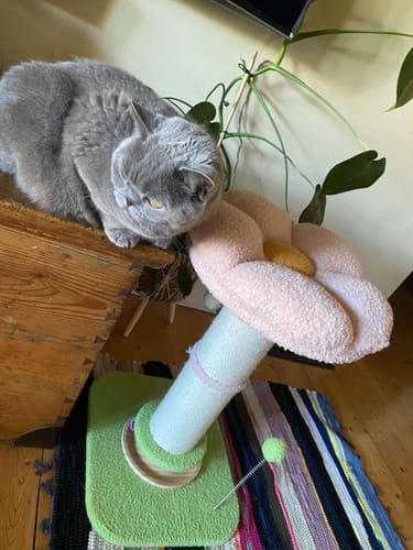 Customer's grey cat looks down at the pink flower cat scratching post from a wooden ledge.