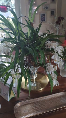 Rezensent zeigt die große Coelogyne cristata Orchidee mit weißen Blüten, die auf einem Tisch im Zimmer ausgestellt ist.
