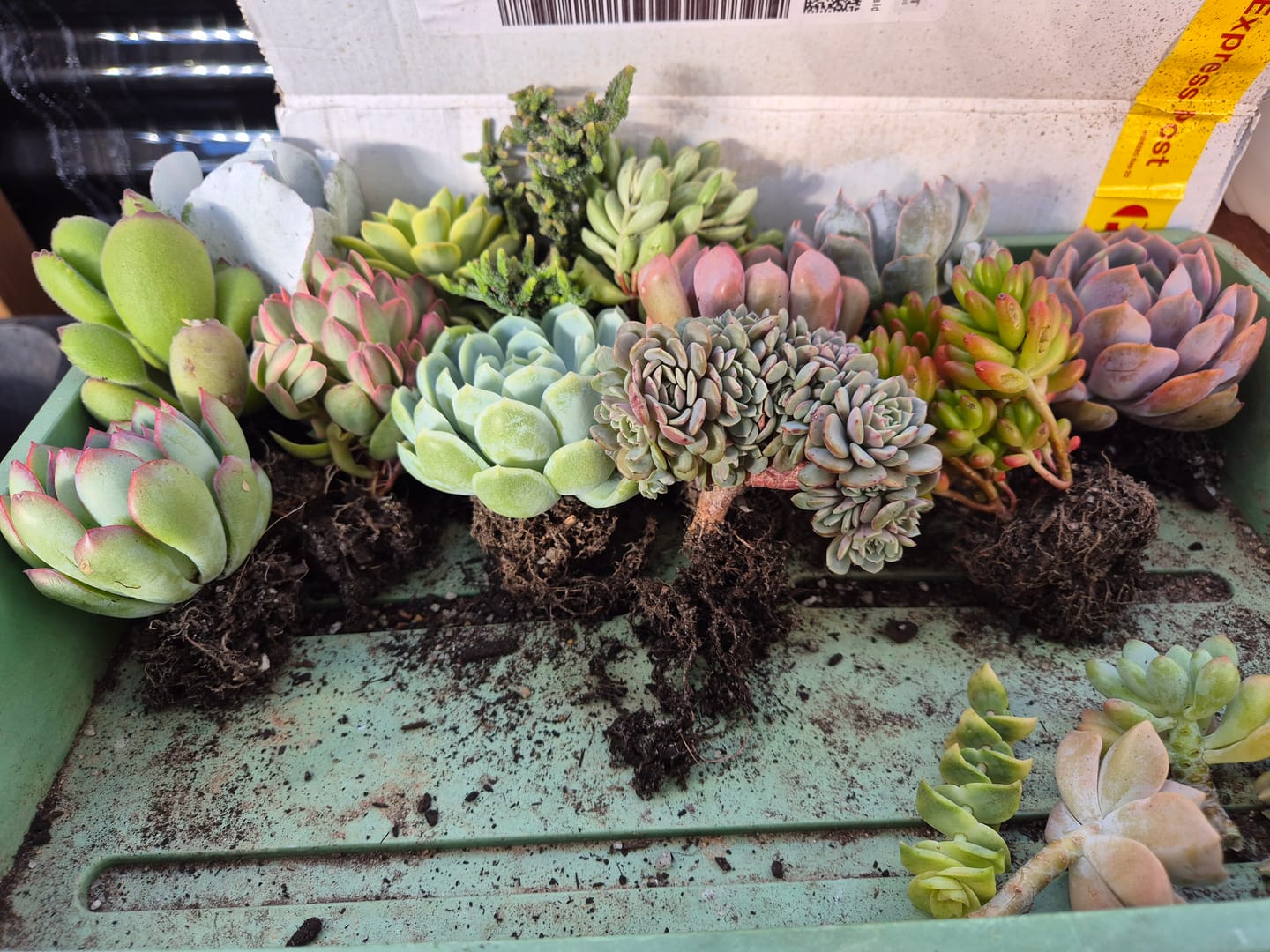 Customer photo review of Cotyledon 'Silver Waves'