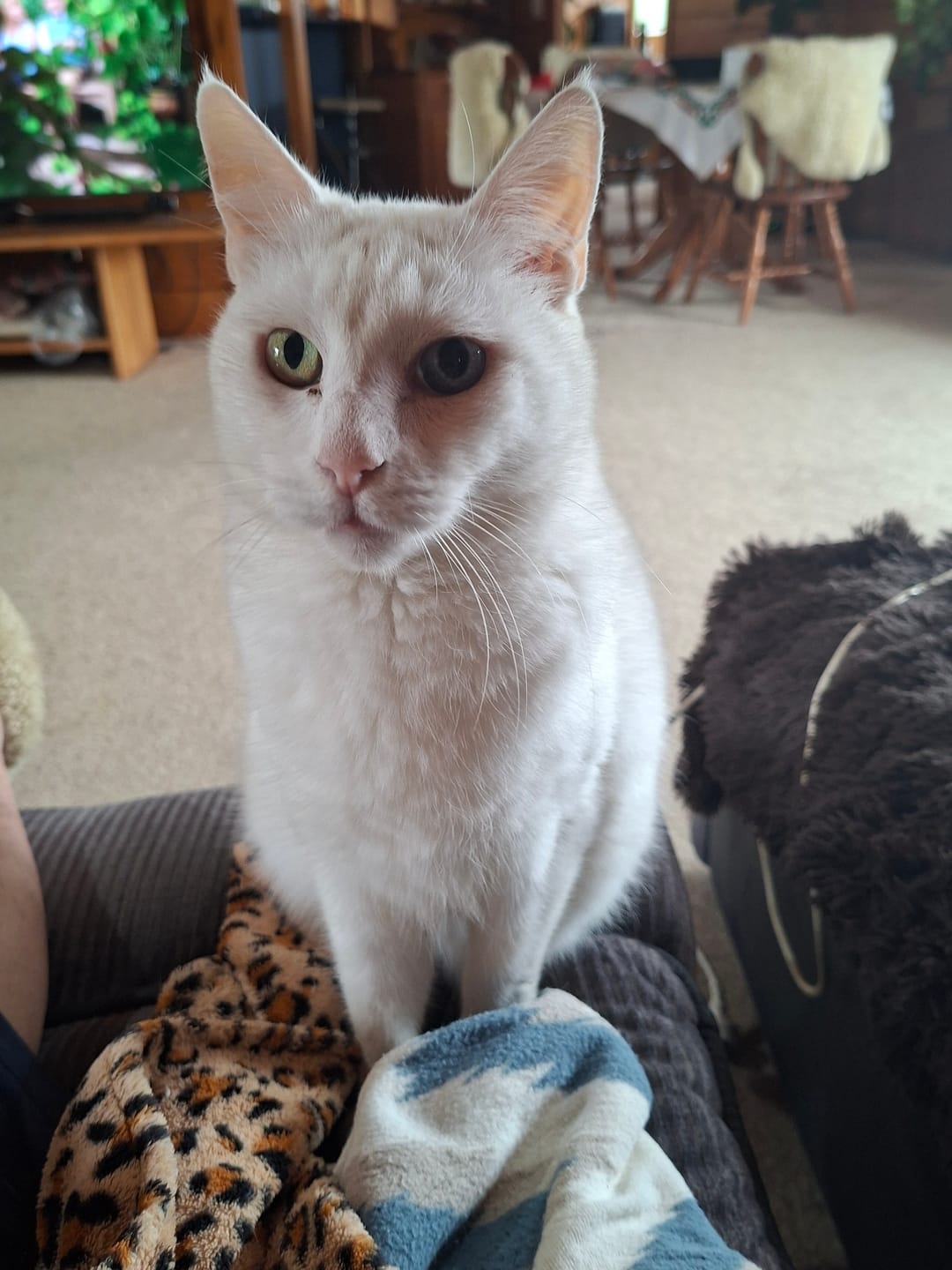 Customer photo review of Revolution PLUS for Large Cats 5-10kg