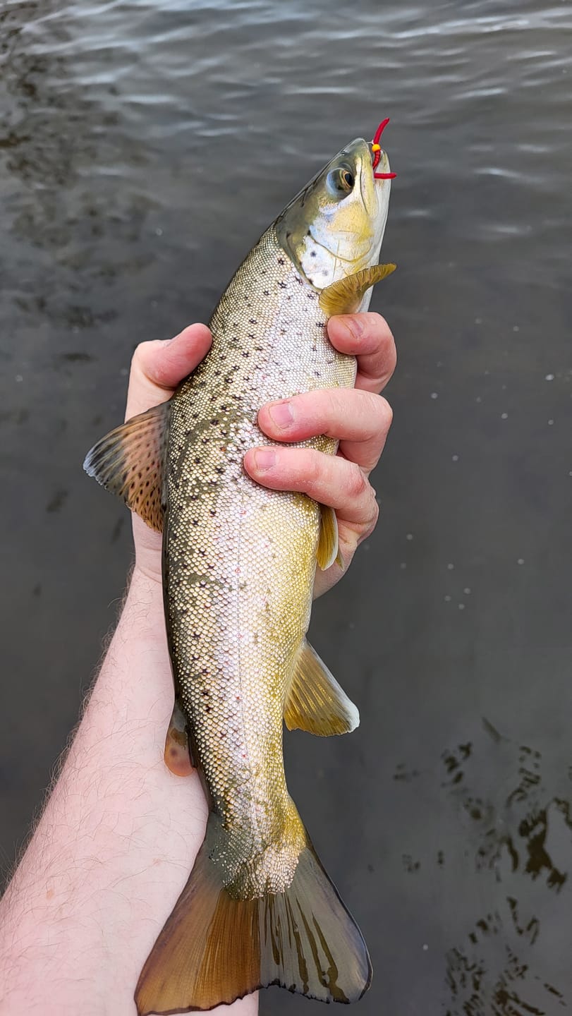 Customer photo review of FIRST CAST Light 4wt / 7ft – Travel Fly Rod