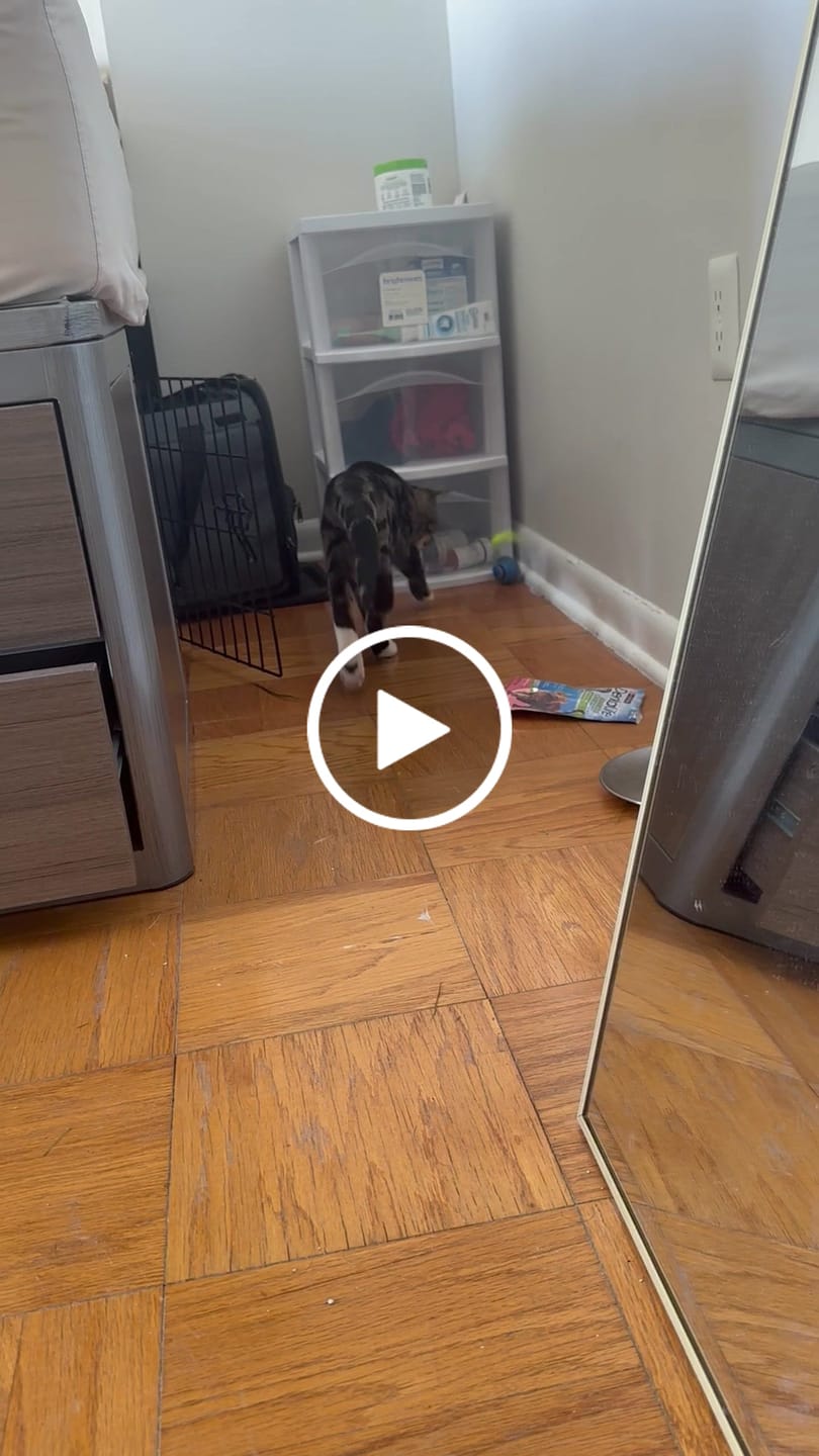 Customer video review of SPEEDY TAIL 2.0
