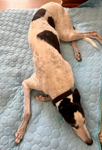 Customer photo review of Protect Your Dog From Overheating And Dangerous Heat Stress With IcyNap