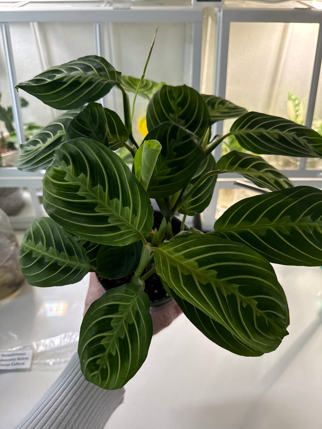 Customer photo review of Maranta leuconeura "Lemon Maranta"
