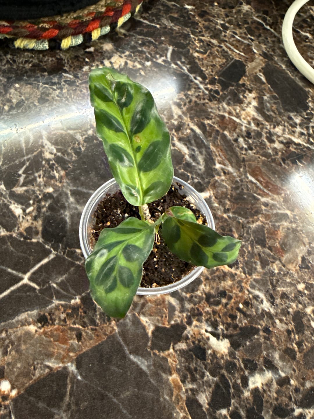 Customer photo review of Calathea Lancifolia in a 2" Nursery Pot – Rattlesnake Plant – Tropical Pet-Friendly Indoor Houseplant – Low-Light & Easy Care